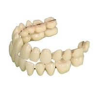 NAUZE 56pcs/2 Set Resin Denture False Teeth Tooth Filling Dental Teeth Teaching Model Dental Oral Hygiene Tools
