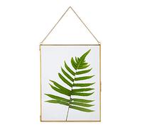 NCYP 25.4x20.3 cm Vintage Floating Glass Frame for Display Photo, Picture, Pressed Dried Flowers, Certificate - Brass Specimen Clip, Modern Vertical Wall Decor, Gold (Glass Frame Only)