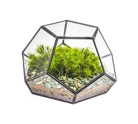 NCYP Small Glass Geometric Terrarium with Door - 18x18x12 cm Black Pentagon Closed Planter for Succulents, Air Plants - Home Garden Office Tabletop Decoration (Terrarium Only)