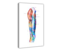 NDGSA Anatomical Poster of The Human Muscular System 5 Canvas Poster Bedroom Decor Landscape Office Room Decor Gift 24x36inch(60x90cm)