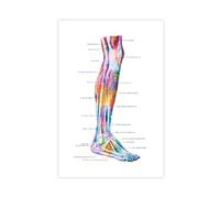 NDGSA Anatomical Poster of The Human Muscular System 6 Canvas Poster Bedroom Decor Landscape Office Room Decor Gift 08x12inch(20x30cm)