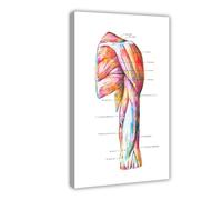 NDGSA Human Muscular System Anatomy Poster 2 Canvas Poster Bedroom Decor Landscape Office Room Decor Gift 08x12inch(20x30cm)
