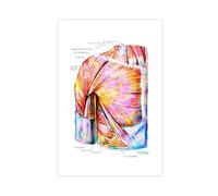 NDGSA Human Muscular System Anatomy Poster 4 Canvas Poster Wall Art Decor Print Picture Paintings for Living Room Bedroom Decoration 16x24inch(40x60cm)