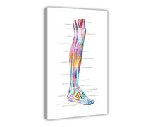 NDGSA Human Muscular System Anatomy Poster 6 Canvas Poster Wall Art Decor Print Picture Paintings for Living Room Bedroom Decoration 12x18inch(30x45cm)