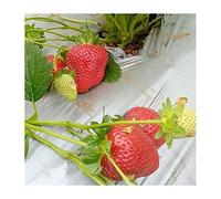 NEHXMA Plastic sheeting,Damp Proof Membrane,Polythene she 50m Orchard Fruit Tree Silver-Black Plastic Film(Width 1000mm)(Width 2000mm)