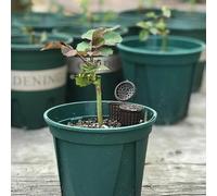 NEIQIUWING 100pcs Garden Bonsai Fertilizer Tool Basket Box Case Plant Container with Lid