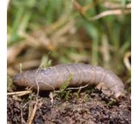 Nemasys Leatherjacket Killer Nematodes Treats 100 Sqm + Coarse Watering Can Rose