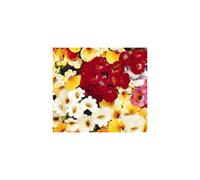 Nemesia Carnival - A Burst of Colour for Your Garden