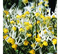 Nemesia Masquerade Seeds - Fragrant Yellow Spiky Annual For Garden & Patio (Thompson & Morgan)