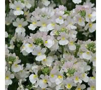 Nemesia Wisley Vanilla 9cm Pots 3 British Grown Plants Fragrant Summer Flowers