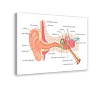 NEOHI Human Ear Anatomy Ears Inner Structure Organ Knowledge Room Aesthetics Canvas Art Wall Decor Posters Home Bar Restaurant Garage Cafe Logo Gift 16x24inch(40x60cm)