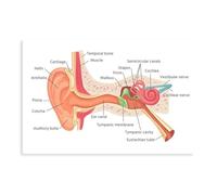 NEOHI Human Ear Anatomy Ears Inner Structure Organ Knowledge Room Aesthetics Canvas Wall Art Posters And Prints Room Aesthetic Bedroom Office Decor 12x18inch(30x45cm)