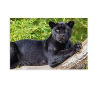 NEOHI Wildlife Black Panther Jaguar Panther Animal Poster Room Aesthetics Canvas Wall Art Posters And Prints Room Aesthetic Bedroom Office Decor 12x18inch(30x45cm)