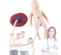 Neonatal Umbilical Cord Placenta Anatomical Model, Realistic Obstetrics and Gynecology Teaching Tool for Medical Education