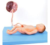 Neonatal Viscera Anatomy Model, Fetus Anatomy Model, 6 Parts Including The Full-Term Fetus, Placenta, and Umbilical Cord, with 29 Digital Identification, Medical Teaching Model