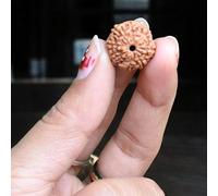 Nepali Rudraksha (Elaeocarpus ganitrus) Rudraksha Seeds Loose Beads Original & Lab Certified - Chakra Healing Spiritual and Healing Product - Almighty Genuine Rudraksha Guaranty (8 mukhi Rudraksha)