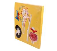 Nephron and Renal Corpuscle Models Biological Experimental Equipment Biological Experiment Equipment Biology Teaching Prop Biological Teaching Tool Anatomical Structures Study Teaching
