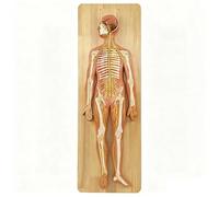 Nervous System Anatomy Model - Removable High Simulation Model with Brain, Spinal Cord & Nerves for Medical Education