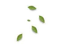 Nervous System Physiology Made Easy for Students: Neurophysiology Notes, Diagrams & Quick Review Guide for Medical, Nursing & Biology Exams: Nervous System, Physiology Notes, Neurophysiology , Notes