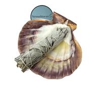 NessaStores 2 pc Sage Smudge Kit with 4"-5" White Sage & 5"-6" Lion's Paw Scallop Seashell | All Natural for Home Cleansing, Stress Relief, Meditation, and Removing Negative Energy. JC-229-B