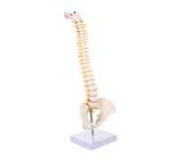 NESTINGHO Flexible Spine Anatomy Model with Pelvis PVC Vertebral Column Including Nerve Roots Intervertebral Discs and Herniated Lumbar Disc for Medical Education and Training