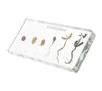 NESTINGHO Peanut Growth Teaching Sample Realistic Polymer Resin Specimen for Teaching and Display Educational Science Plant Study