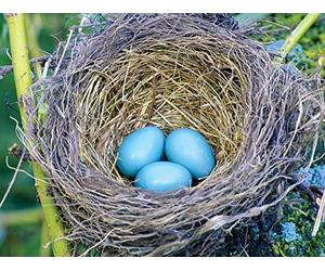 Nests and Eggs: A Home in the Sticks