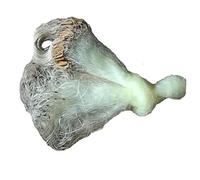 Net Gillnet 6 Pounds Yellow Line Monofilament Nylon Single Layer Sticky Fishing Net Gillnet(H3m X L100m,Mesh 40mm)