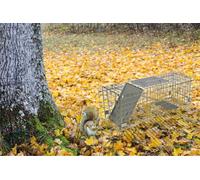 Netagon Indoor Outdoor Collapsible Live Animal Humane Trap For Pests Rabbits, Squirrels