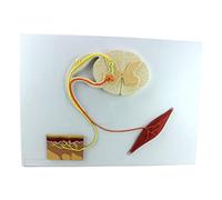 Neural Reflex Arc Model - Human Anatomy Educational Science Model for Central Nervous Study in Medical Education