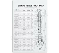 Neurological Assessment Poster Dermatome Myotome Spinal Chart