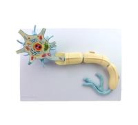 Neuron Anatomy Model - 2-Parts Medical Brain Nerves Anatomical Human Model with Enlarged Neuron Cell Body and Nerve Fiber Structure