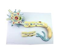 Neuron Anatomy Model - 2500X Enlarged Nerve Fiber Structure, 2-Part Removable with Cellular Components for Medical Teaching
