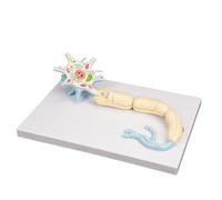 Neuron Anatomy Model, 2500X Magnification, Includes Nerve Cell, Axon, Dendrites, Cell Body, Nucleus and Structures, Educational Tool for Biology and Science Study