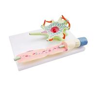 Neuron Cell Body Enlargement Model, Nerve Fiber Structure Model, 2-Parts Medical Brain Nerves Anatomical Human Models, For Teaching Demonstration Tool.