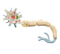 Neuron Model - 2500x Magnified Nerve Fiber Structure with 15 Marker Sites for Educational Use in Schools and Hospitals