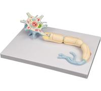 Neuron Model, Biological Anatomy Teaching Aid, Scale-Up Nerve Fiber Structure, Educational Brain Neurology Model for Classroom and Study
