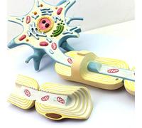 Neuron Model - Nerve Fiber Structure Anatomy Model - Neurology Specialist Nerve Cell Tissue Teaching Studying Model - for Study Medical Teaching Model