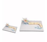 Neuron Model - Scaled-Up Nerve Fiber Structure Anatomy Teaching Model For Brain Neurology Education