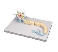 Neuronal Amplification Model, 2500X Motor Neuron Diorama Model, Neuron Model 2-Parts Medical Brain Nerves Anatomical Human Model, Neuron Cell Body Nerve Fiber Structure Enlarged Model
