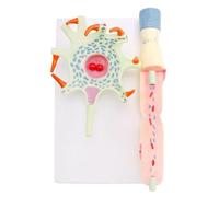 Neuronal Anatomy Model for Education - Human Cell Structure Model | Human Neuronal Anatomy Educational Model - Detailed Cell Structure for Classroom Learning and Studying Neuroscience