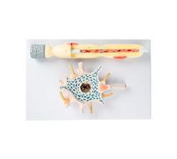 Neuronal Cell Body and Nerve Fiber Structure Amplification Model Teach Neuron Amplification, Human Anatomy Models Human Anatomy