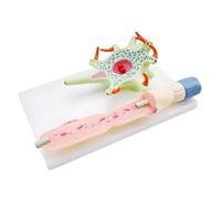 ＡＷＨＡＯ Neuronal Model Organ Teaching Material Scientific Simulation Neuron Model