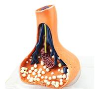 Neuronal Synapse Model, 3D Enlarged Synaptic Neuron Model, Anatomical Model of the Human Nervous System, Nervous System Demonstration Tool A