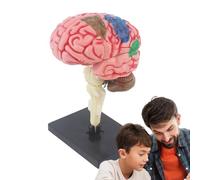 Neuroscience Anatomy Model - Color Coded Brain Display Base, Detailed Teaching Anatomical Tool, Labeled Structure Function Model | Educational Artery Part Identifier For Medical Student Study