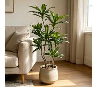 NEUWEABY Artificial Dracaena Fragrans Plant, 5ft Faux Lily Bamboo Indoor | Tall, silk leaves, wood trunk, weighted base. Suitable for living rooms, offices, entryways, and corners. No watering needed