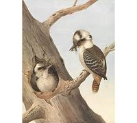 Neville Hp Cayley Laughing Kookaburra Large Wall Art Print Canvas Premium Poster Mural