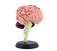 New 1:1 Human Anatomical Model Standard People Skull Head Anatomy Simulation Models Teaching Studying Supplies Medicine Students hp Human Foot Brain human For Joint Foot Medical pen phone Mode