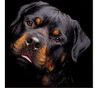New 5D Diamond Painting Kits for Adults Kids, Awesocrafts Rottweiler Partial Drill DIY Diamond Art Embroidery Paint by Numbers with Diamonds (Rottweiler)
