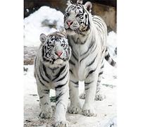 New 5D Diamond Painting Kits for Adults Kids, Awesocrafts Snow White Tiger Couple Full Drill DIY Diamond Art Crystal Rhinestone Paint by Diamonds Cross Stitch (Bengal Tiger)